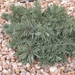 Blue Lips Penstemon 8 Blue Lips Penstemon -High Country Gardens Sales Store penstemon blue lips 78798 3 web