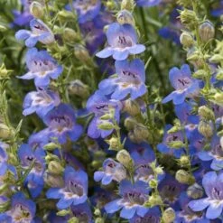 High Country Gardens Sales Store 33 Blue Lips Penstemon