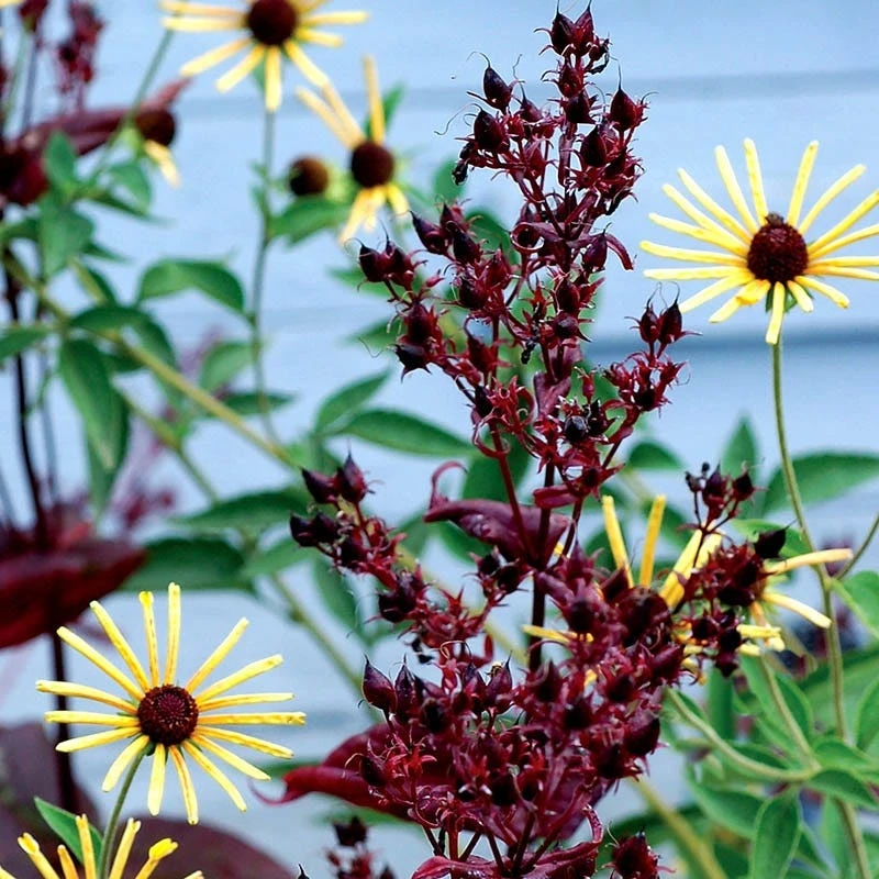 Dark Towers Penstemon 4 Dark Towers Penstemon - Image 4
