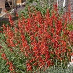 Firecracker Penstemon Richfield Strain -High Country Gardens Sales Store penstemon eatonii richfield ut in flwrcc cropped