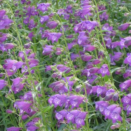 Pike's Peak Purple® Penstemon 1 Pike's Peak Purple® Penstemon