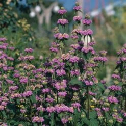 Kashmir False Sage (Phlomis) 7 Kashmir False Sage (Phlomis) -High Country Gardens Sales Store phlomis cashmeriana 77103 3 web