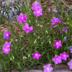 Perfect Pink Santa Fe Phlox 5 Perfect Pink Santa Fe Phlox -High Country Gardens Sales Store phlox nana perfect pink 1
