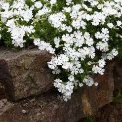 High Country Gardens Sales Store 4 Snowflake Creeping Phlox