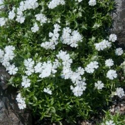 High Country Gardens Sales Store -High Country Gardens Sales Store phlox subulata snowflake 2