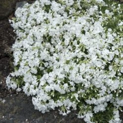 Snowflake Creeping Phlox 5 Snowflake Creeping Phlox -High Country Gardens Sales Store phlox subulata snowflake 3