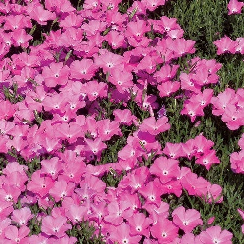 Perfect Pink Santa Fe Phlox 1 Perfect Pink Santa Fe Phlox
