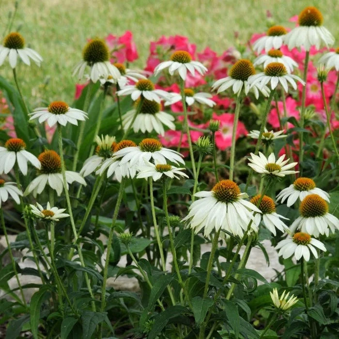 PowWow® White Echinacea 3 PowWow® White Echinacea - Image 3