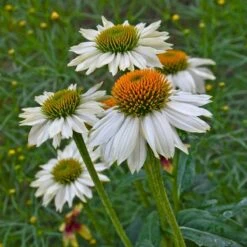 High Country Gardens Sales Store -High Country Gardens Sales Store powwow white echinacea walters garden 1