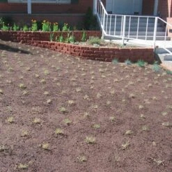 Prestige™ Buffalo Grass Plugs -High Country Gardens Sales Store prestige just planted plugs close 1