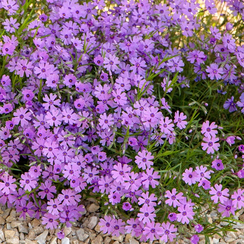 Purple Beauty Creeping Phlox 4 Purple Beauty Creeping Phlox - Image 4