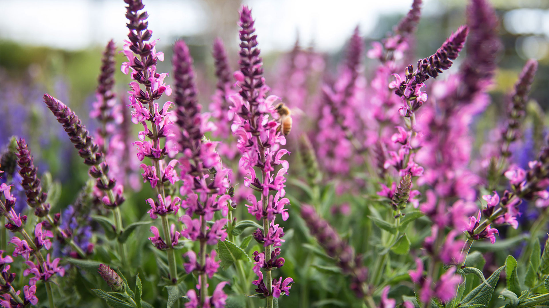 High Country Gardens Sales Store -High Country Gardens Sales Store q 3