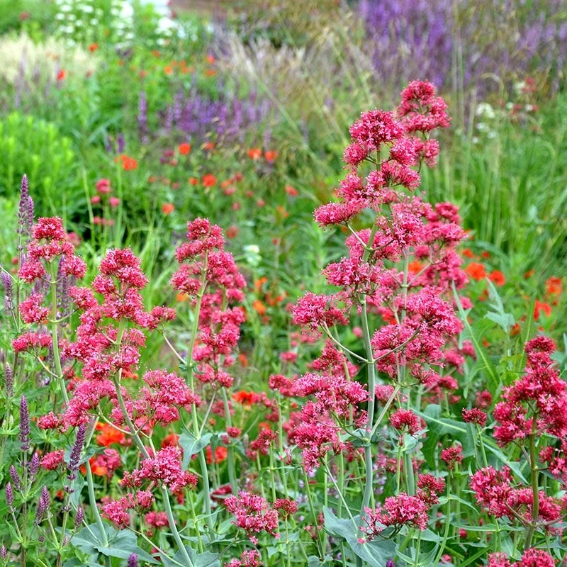 Red Valerian (Centranthus) 2 Red Valerian (Centranthus) - Image 2