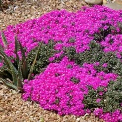 Creeping Shrubby Ice Plant (Ruschia) 5 Creeping Shrubby Ice Plant (Ruschia) -High Country Gardens Sales Store ruschia pulvinaris 83750