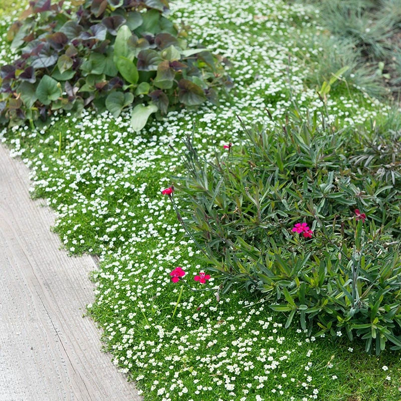 Green Irish Moss (Sagina) 2 Green Irish Moss (Sagina) - Image 2