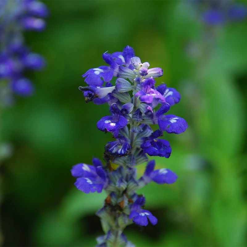 Texas Violet Salvia 3 Texas Violet Salvia - Image 3