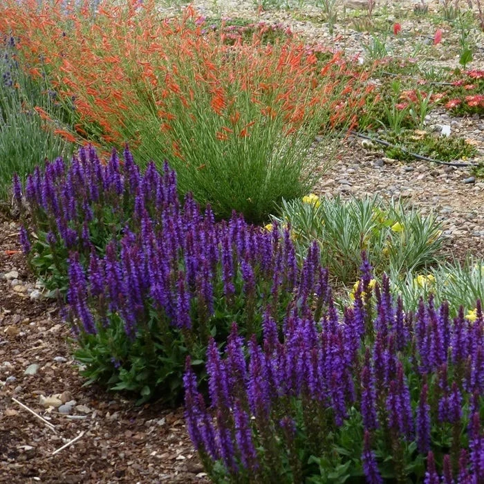 Little Night Salvia 2 Little Night Salvia - Image 2