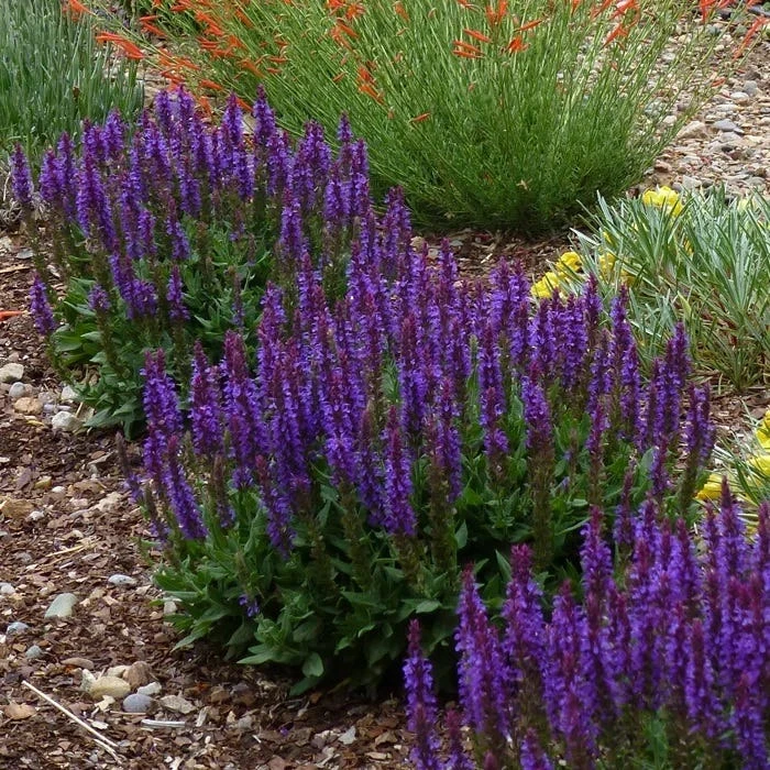 Little Night Salvia 1 Little Night Salvia