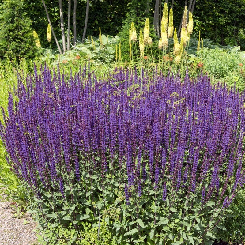 Caradonna Salvia 2 Caradonna Salvia - Image 2
