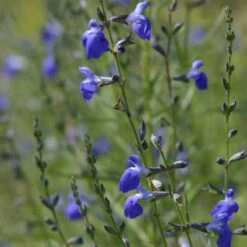 High Country Gardens Sales Store 23 Autumn Sapphire™ Salvia