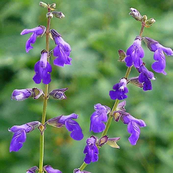 Deep Blue Arizona Salvia 2 Deep Blue Arizona Salvia - Image 2