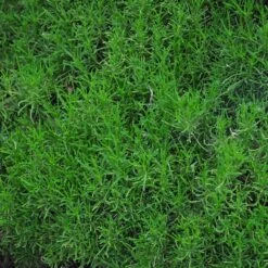 Green Santolina 6 Green Santolina -High Country Gardens Sales Store santolina rosmarinifolia green santolina spring foliage