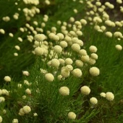 Green Santolina 7 Green Santolina -High Country Gardens Sales Store santolina rosmarinifolia green santolina summer cream flowers