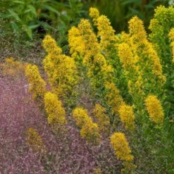 Golden Torch Goldenrod (Wichita Mountains Solidago) 5 Golden Torch Goldenrod (Wichita Mountains Solidago) -High Country Gardens Sales Store saxon holt muhlenbergia reverchonii with solidago wichita mtns