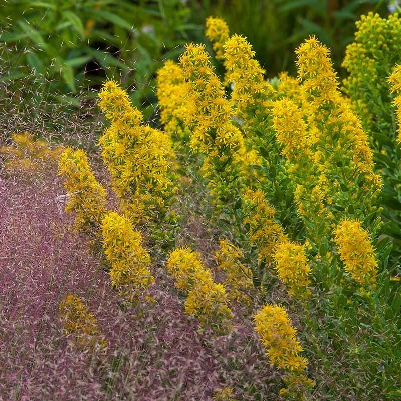 Golden Torch Goldenrod (Wichita Mountains Solidago) 3 Golden Torch Goldenrod (Wichita Mountains Solidago) - Image 3