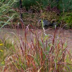Shenandoah Switch Grass 9 Shenandoah Switch Grass -High Country Gardens Sales Store saxon holt panicum shenandoah