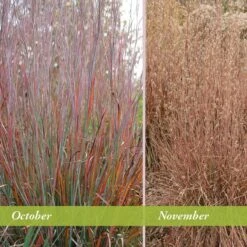 Standing Ovation Little Bluestem Grass 9 Standing Ovation Little Bluestem Grass -High Country Gardens Sales Store schizachyrium scop standing ovation october november 1 1
