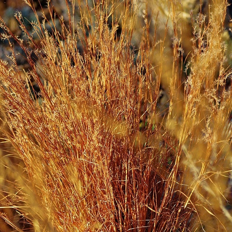 Blaze Little Bluestem Grass 3 Blaze Little Bluestem Grass - Image 3