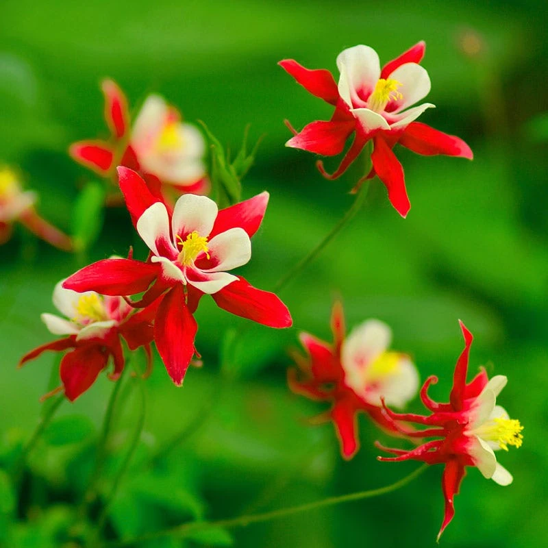 Red Hobbit Columbine 1 Red Hobbit Columbine