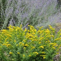 Golden Fleece Goldenrod (Solidago) 5 Golden Fleece Goldenrod (Solidago) -High Country Gardens Sales Store solidago golden fleece russian sage perovskia atriplicifolia