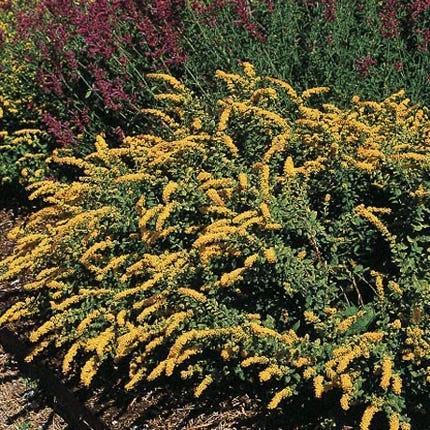Golden Fleece Goldenrod (Solidago) 1 Golden Fleece Goldenrod (Solidago)