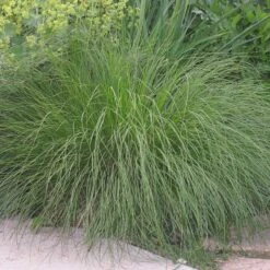 Prairie Dropseed Grass 7 Prairie Dropseed Grass -High Country Gardens Sales Store sporobolus heterolipis foliage cropped