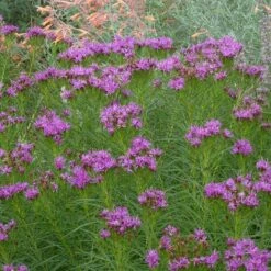 Iron Butterfly Ironweed (Vernonia) 5 Iron Butterfly Ironweed (Vernonia) -High Country Gardens Sales Store vernonia lettermanii iron butterfly agastache aurantiaca shades of orange