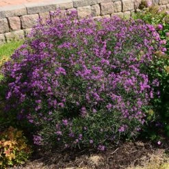 Summer's Swan Song Ironweed (Vernonia) 5 Summer's Swan Song Ironweed (Vernonia) -High Country Gardens Sales Store vernonia summer swan song garden jim ault
