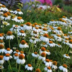 High Country Gardens Sales Store 12 PowWow® White Echinacea