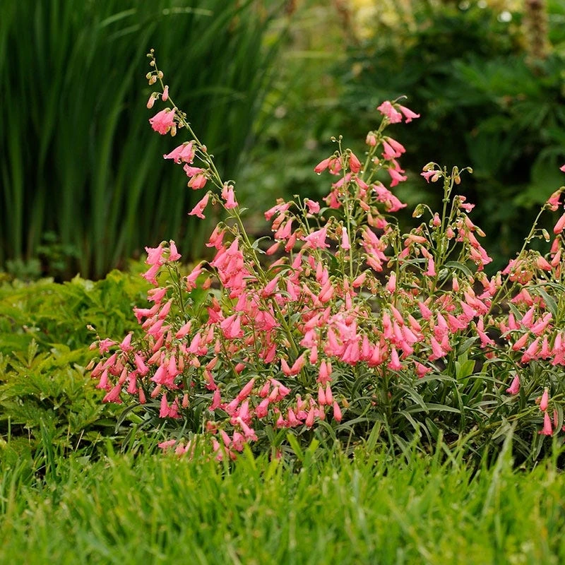 Elfin Pink Penstemon 3 Elfin Pink Penstemon - Image 3