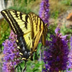 Blue Blazes Agastache 8 Blue Blazes Agastache -High Country Gardens Sales Store western swallowtail sipping agastache blue blazes 3