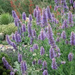 High Country Gardens Sales Store -High Country Gardens Sales Store western swallowtail sipping agastache blue blazes 4