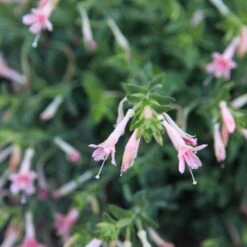 Woody's Peach Surprise Hummingbird Trumpet (Zauschneria) -High Country Gardens Sales Store woody s peach surprise closeup cropped