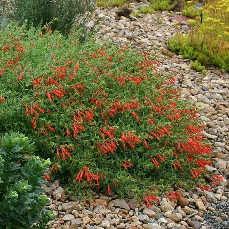 Orange Carpet® Creeping Hummingbird Trumpet (Zauschneria) 5 Orange Carpet® Creeping Hummingbird Trumpet (Zauschneria) - Image 5